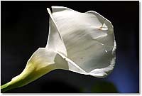Foto: Blume - hier klicken