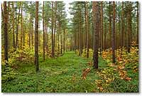 Foto: Wald - hier klicken