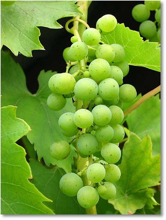 Wein