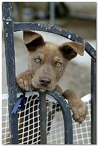 Foto: Hund - hier klicken
