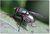 Foto: Fliege - hier klicken
