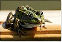 Foto: Frosch - hier klicken