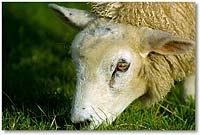 Foto: Schaf - hier klicken