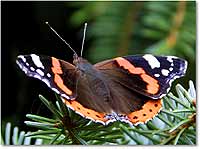 Foto: Schmetterling - hier klicken