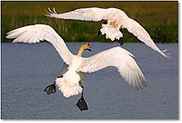 Foto: Schwan - hier klicken