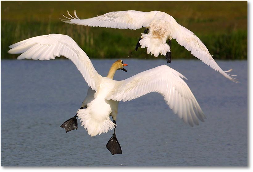 Schwan